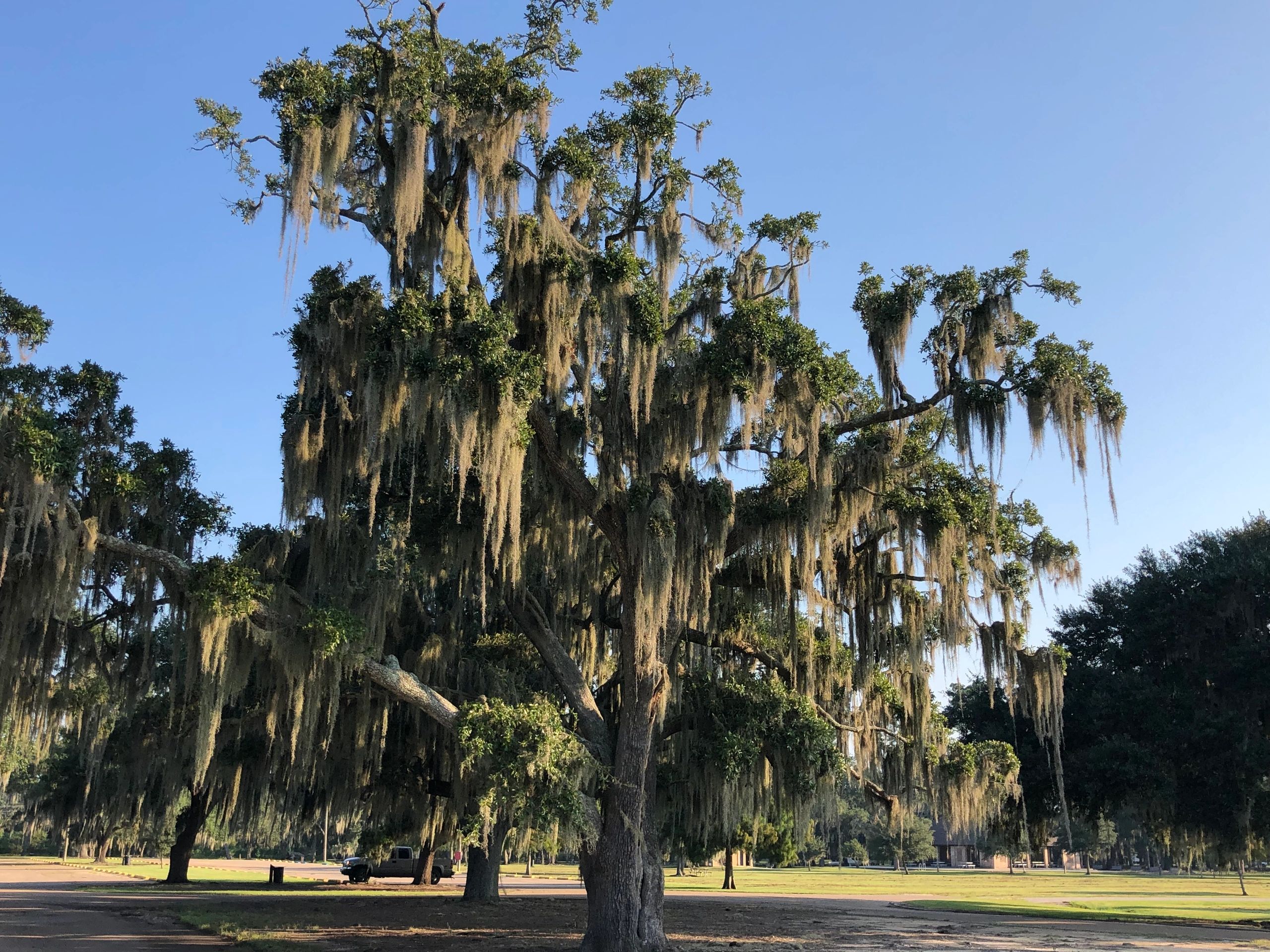 【 sykia 】Rainy Day Branches Pierce MOSS TREE.jpeg